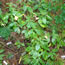 Clethra alnifolia RUBY SPICE